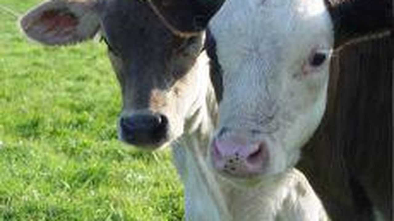 Kälber auf der Weide Kälber auf der Weide